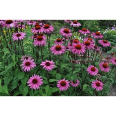 Purple Coneflower